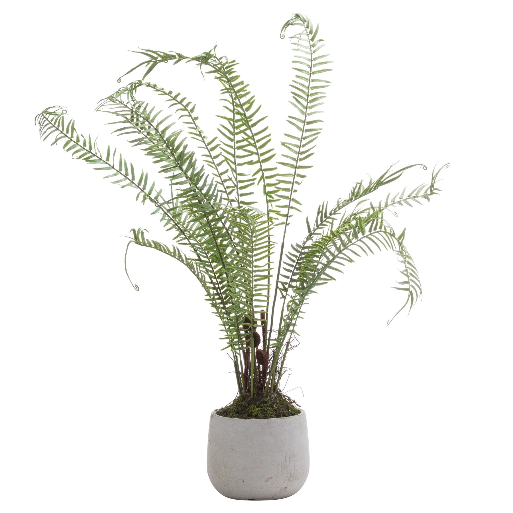 Hill Interiors Boston Large Potted Fern